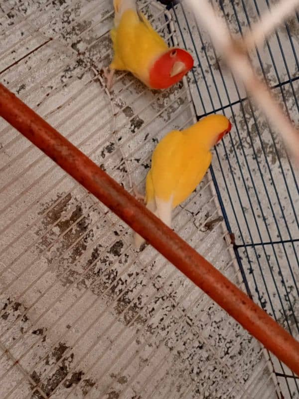 lotino lovebird pair 9