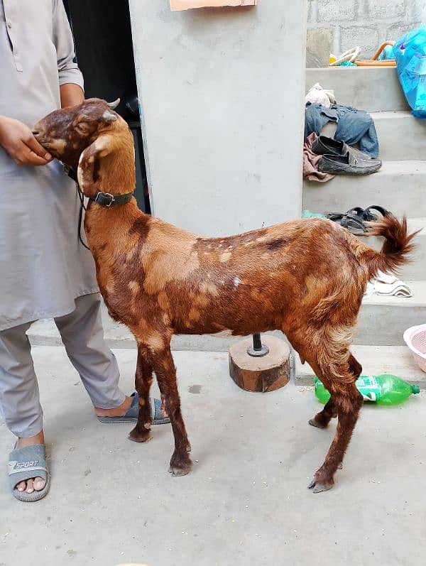 gabban bakri 1