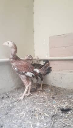 Aseel chicks pair for sale