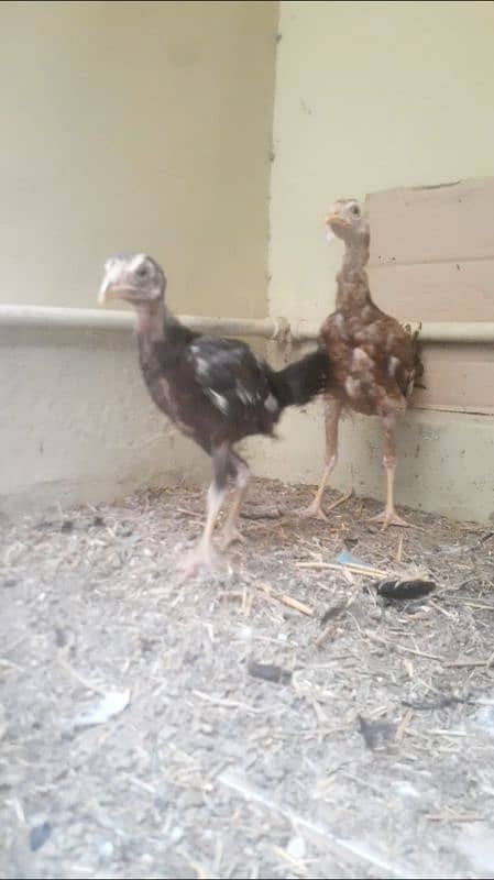 Aseel chicks pair for sale 1