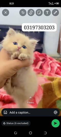 Persian Balo Male 2 month age ha Mashallah piyara ha 03197303203