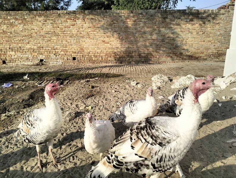 Turkey Pairs for sale 6