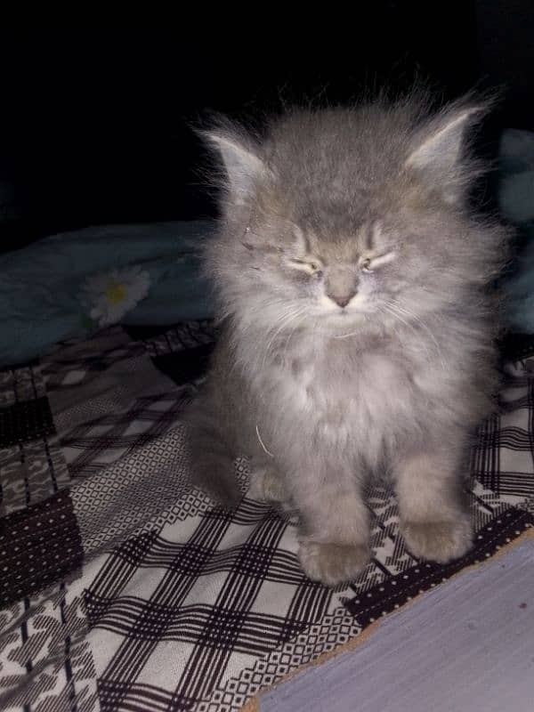 Himalayan femail kitten 2