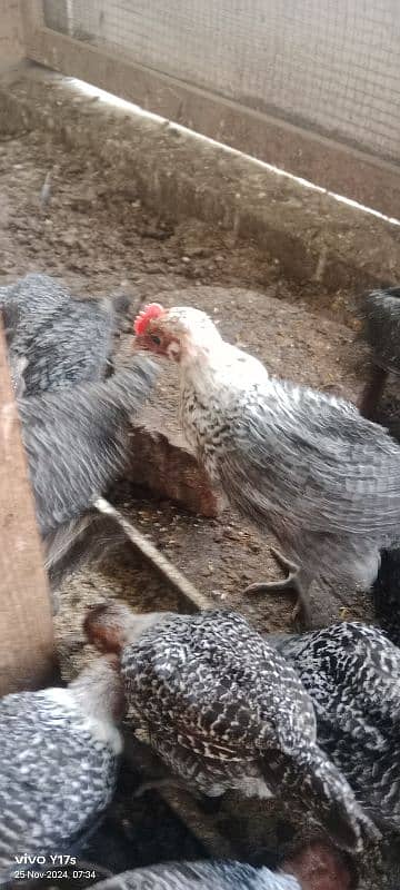 pure misri fayuomi chicks  available 03129929924 0