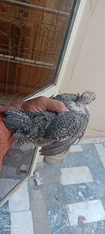 pure misri fayuomi chicks  available 03129929924 1