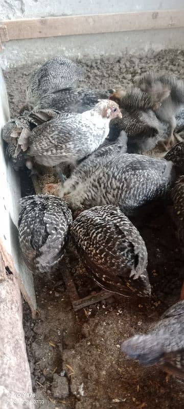 pure misri fayuomi chicks  available 03129929924 3