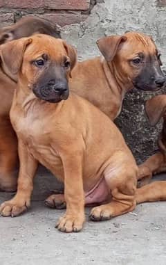 Pitbull puppies available