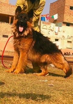 German shepherd long coat male for sale