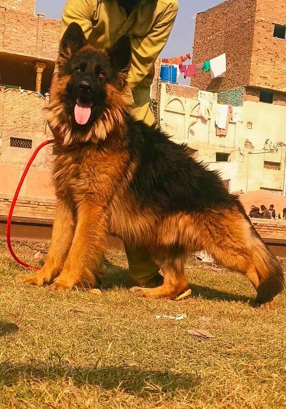 German shepherd long coat male for sale 0