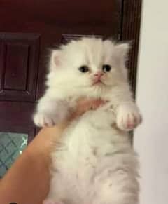 Triple coated Persian kittens available