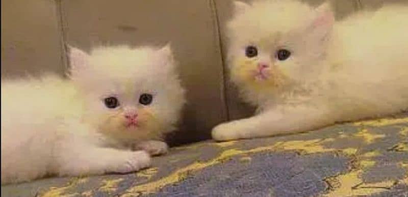 Triple coated Persian kittens available 1