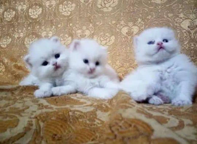 Triple coated Persian kittens available 3