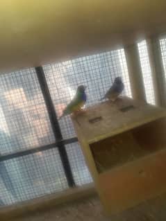 gouldian