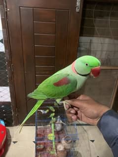 Kasmiri Raw parrot Sale