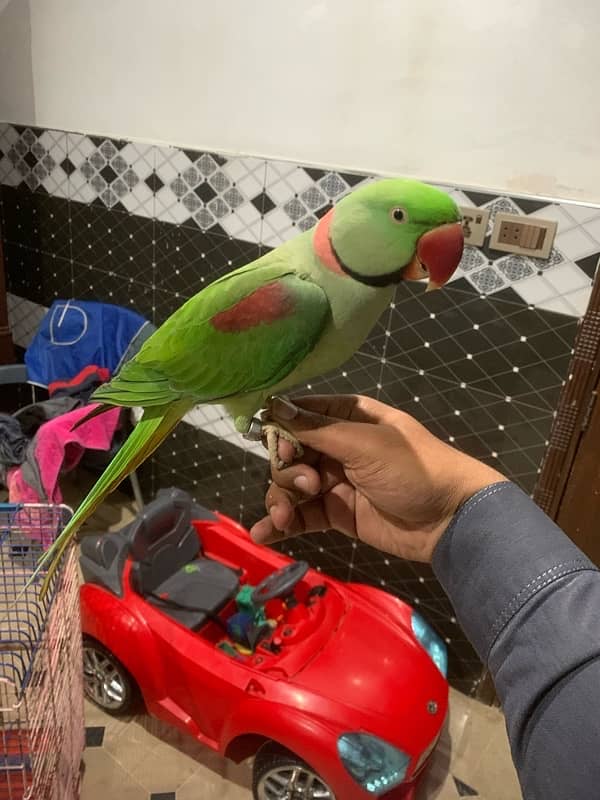 Kasmiri Raw parrot Sale 2