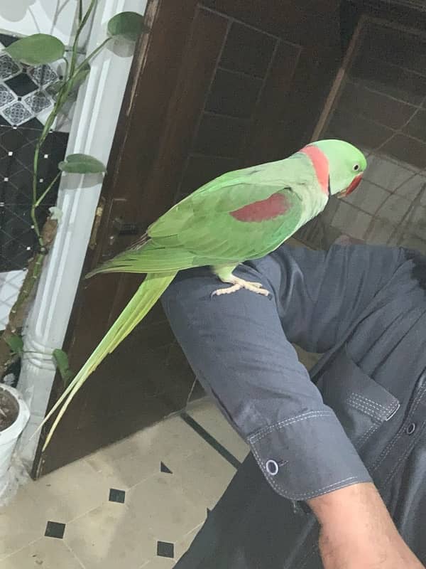 Kasmiri Raw parrot Sale 3