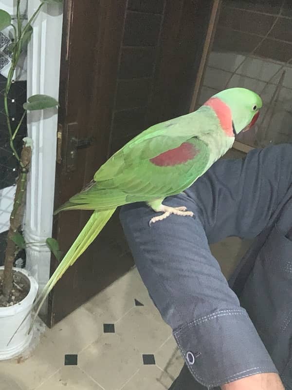 Kasmiri Raw parrot Sale 5