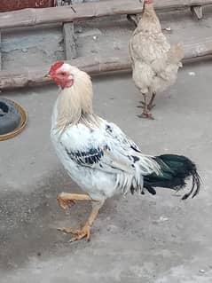 Hens murgi murga cock