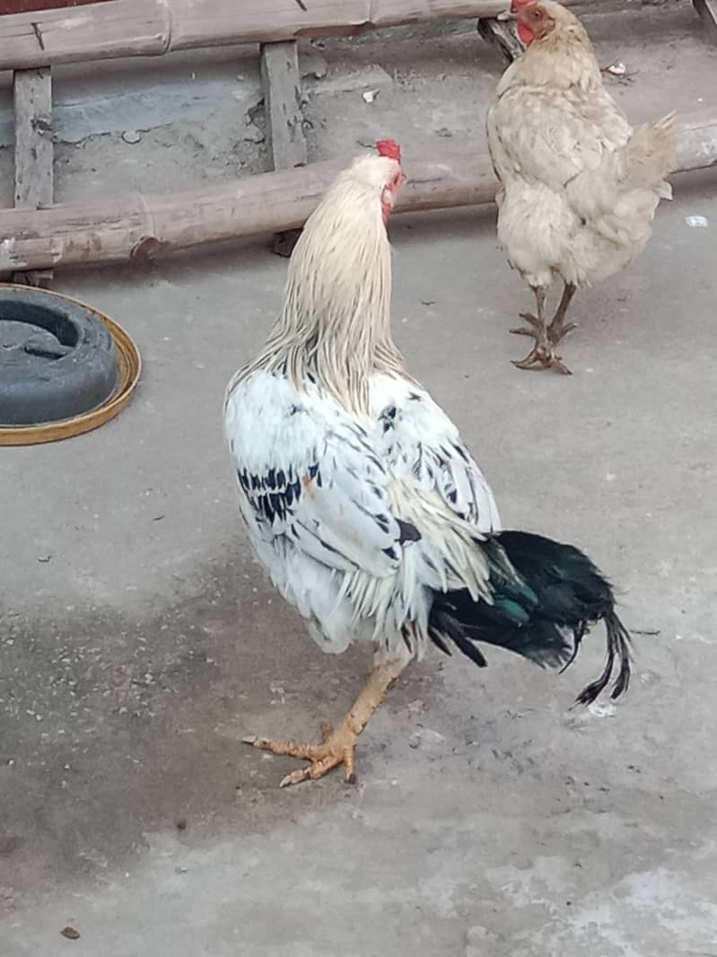 Hens murgi 1