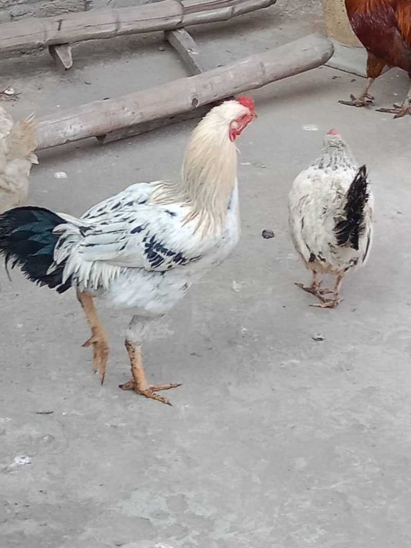 Hens murgi 2