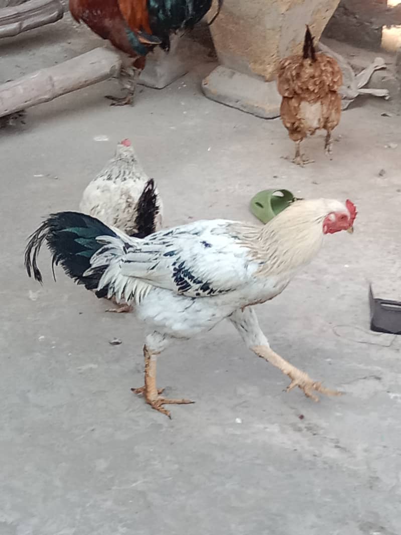 Hens murgi 5