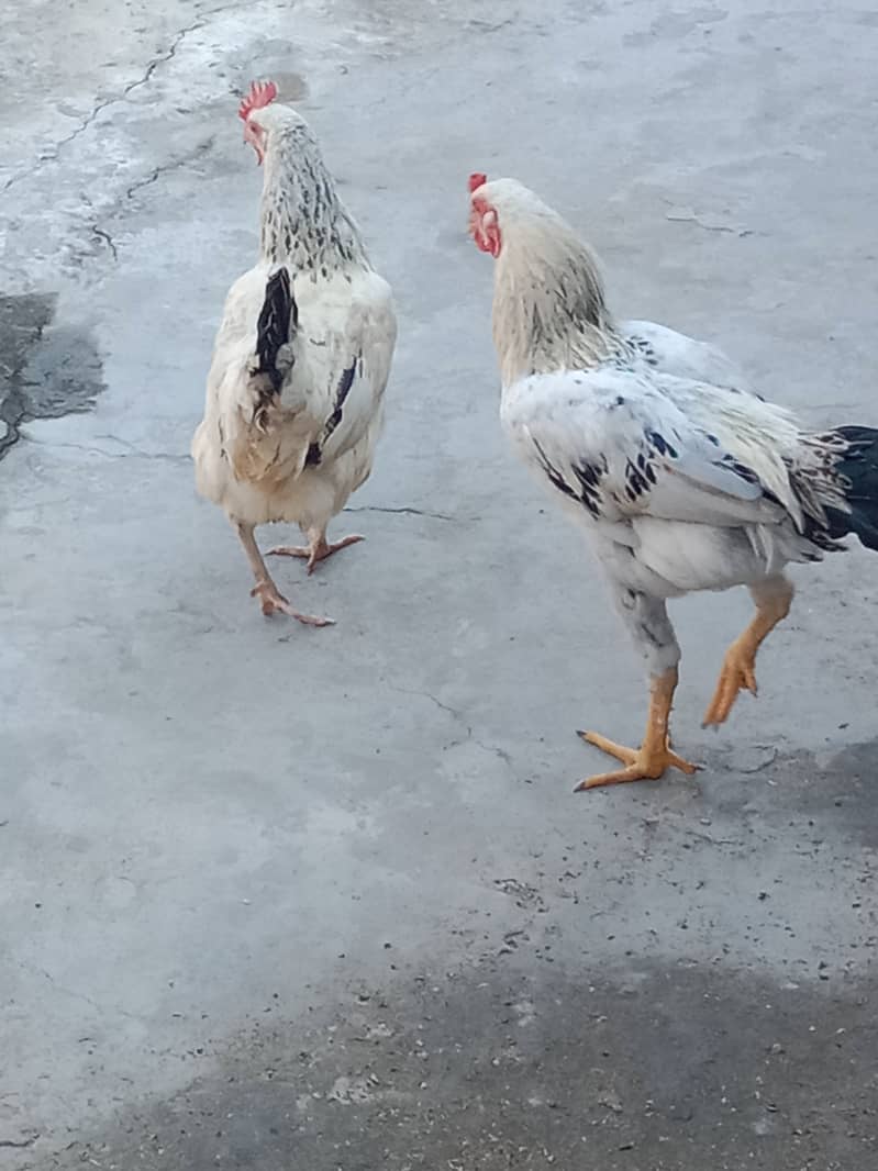 Hens murgi 7