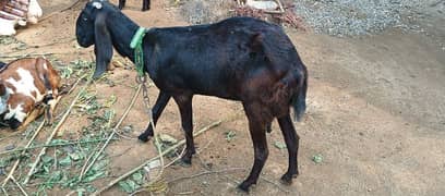 goat for sale