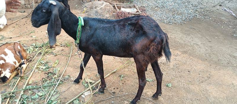 goat for sale 1