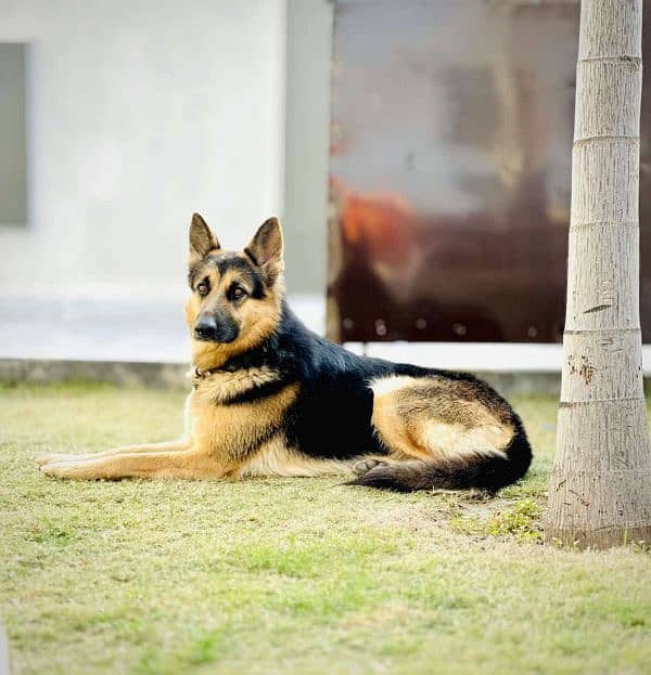 German shepherd Dog 1