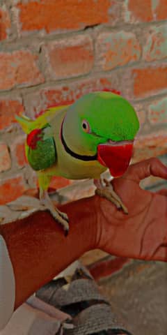 raw parrot for sale jis bhai ko chahie vah Rasta kar le