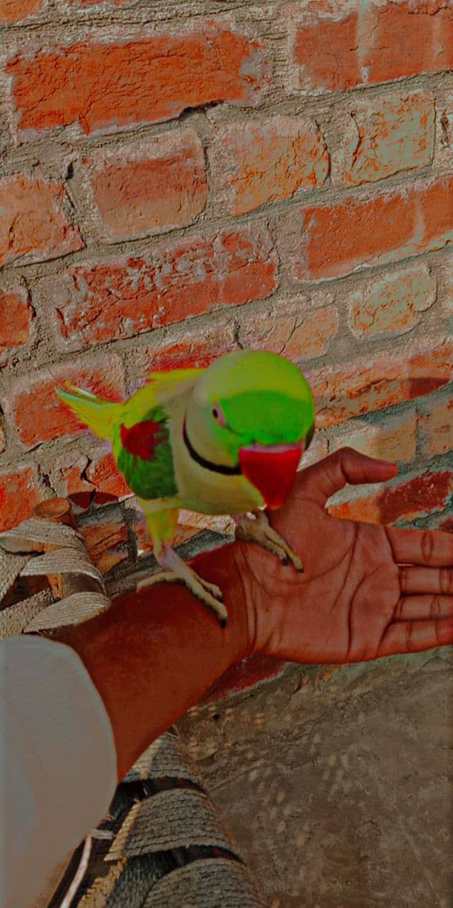 raw parrot for sale jis bhai ko chahie vah Rasta kar le 2