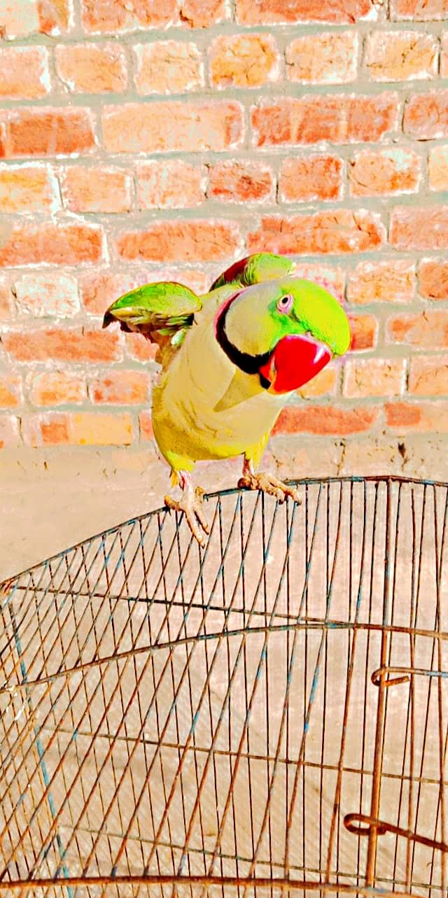 raw parrot for sale jis bhai ko chahie vah Rasta kar le 3