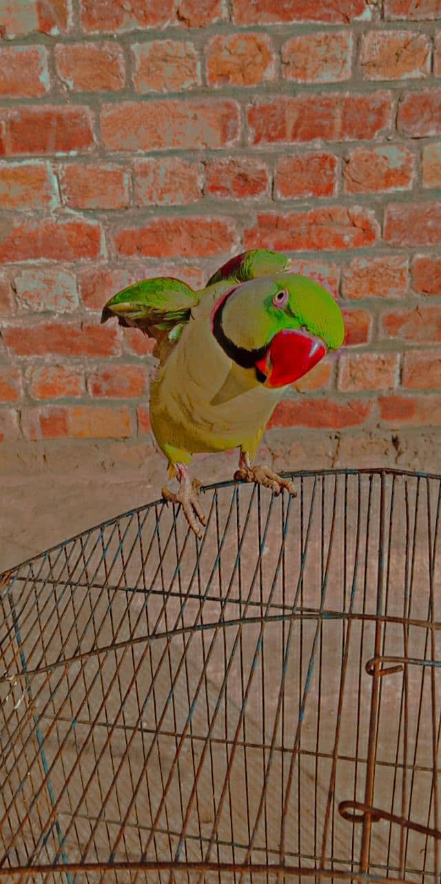 raw parrot for sale jis bhai ko chahie vah Rasta kar le 4