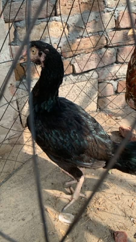 ASEEL Murga Murgi Pathai Pathiyan Turkey Pinjara for sale 18