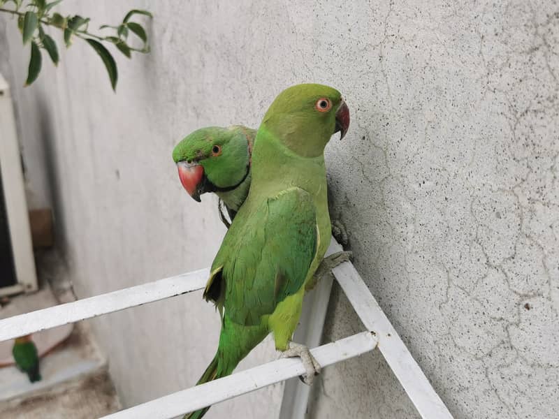 Male and female ringneck pair 0