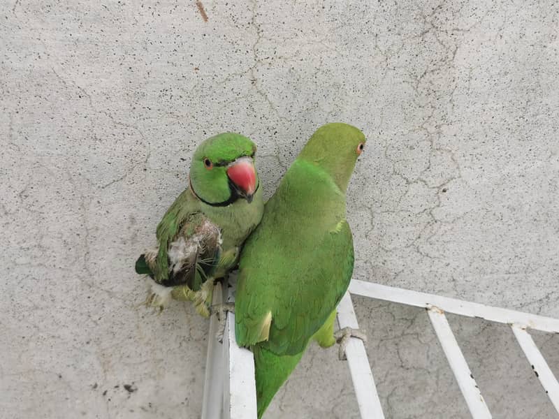 Male and female ringneck pair 1