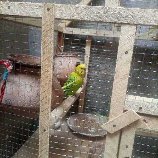 sell parrot 0