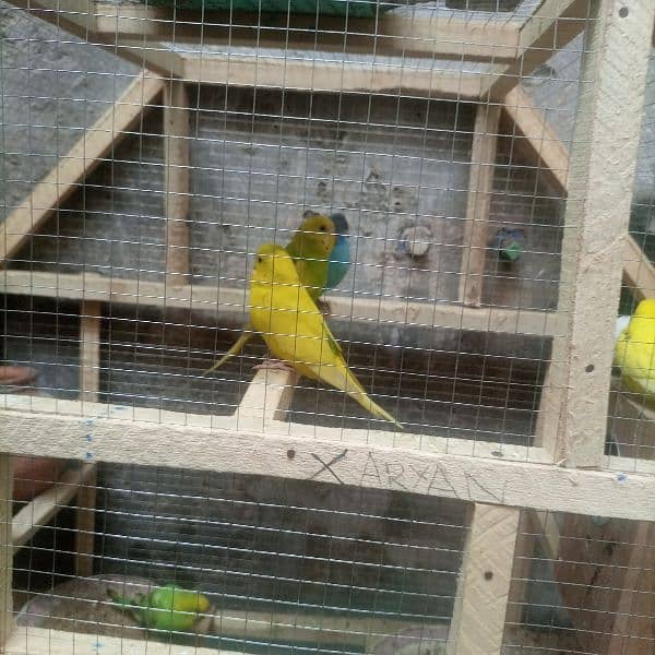 sell parrot 3