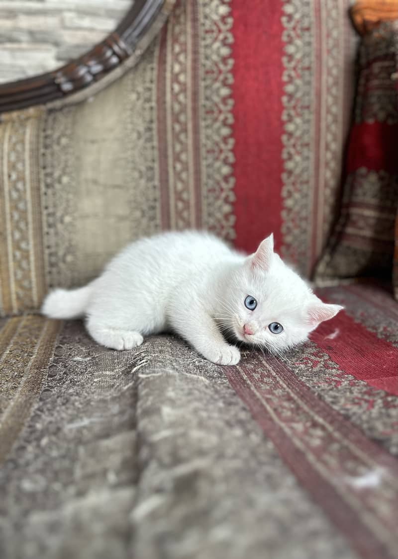 White Persian Female Kitten 0