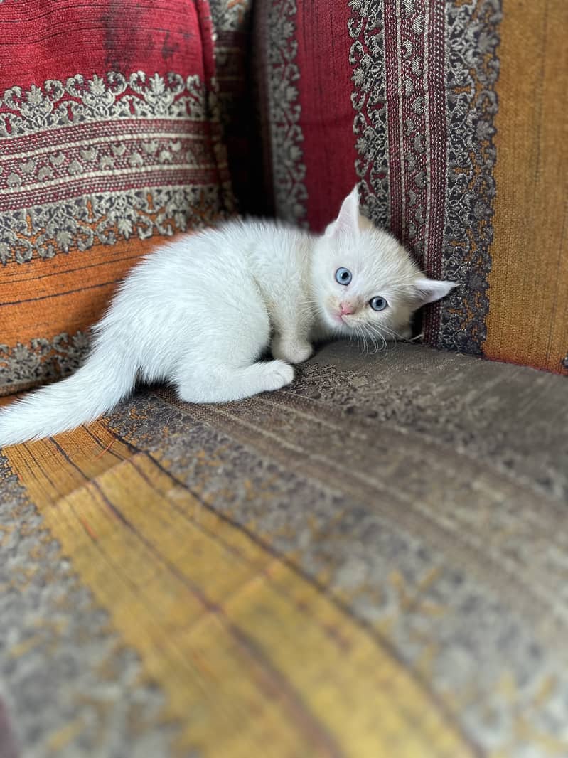 White Persian Female Kitten 1