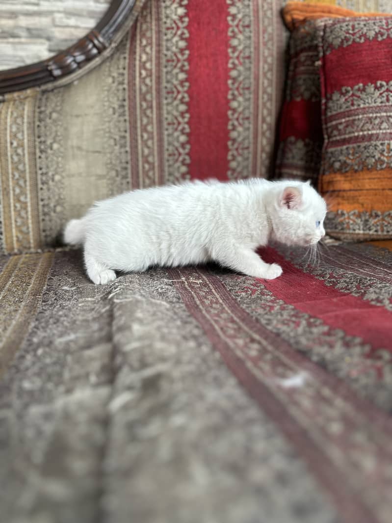 White Persian Female Kitten 2