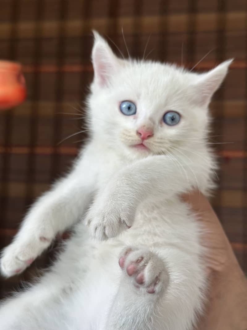 White Persian Female Kitten 3