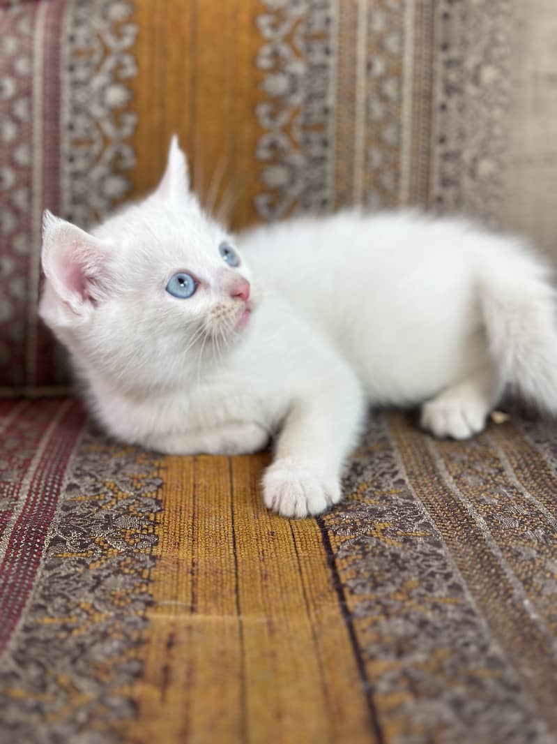 White Persian Female Kitten 4