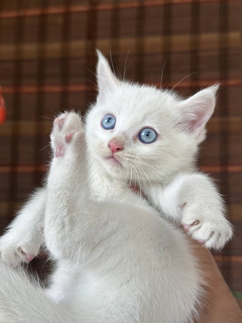 White Persian Female Kitten 5