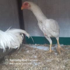 white shamo piar fo sale