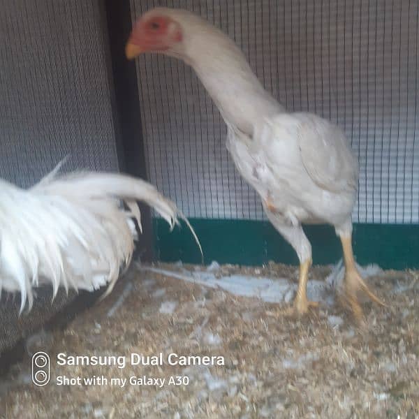 white shamo piar fo sale 0