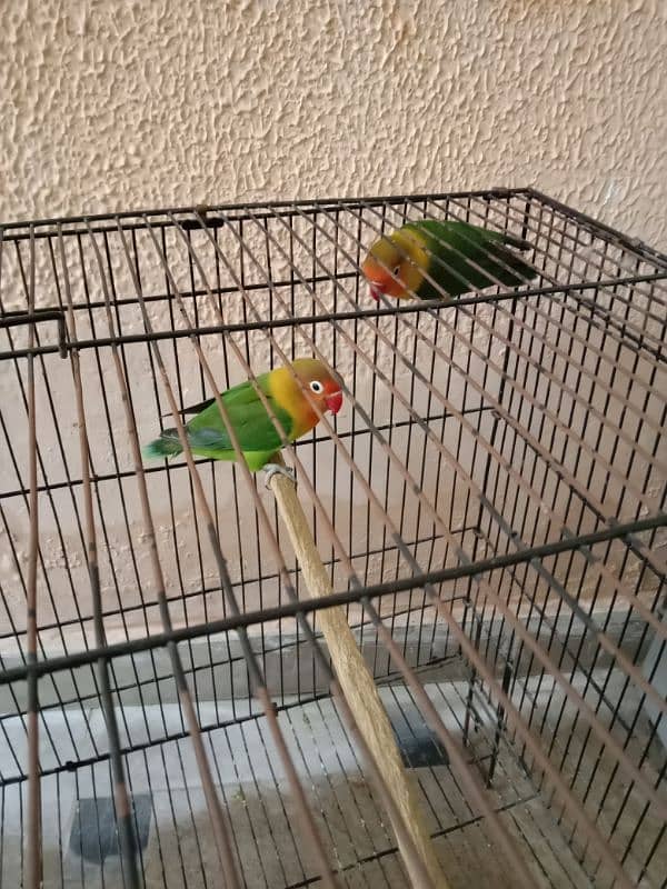 Lovebirds 0