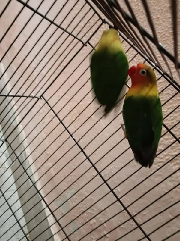 Lovebirds 1