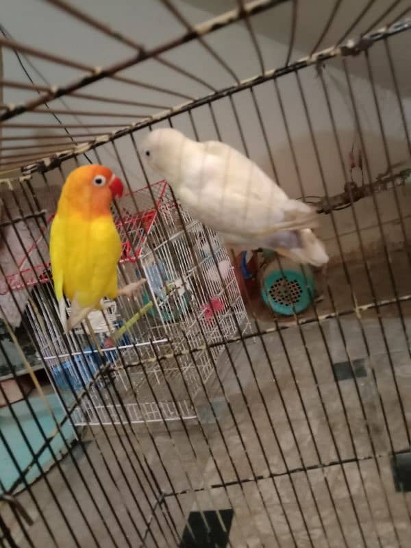 Lovebirds 2