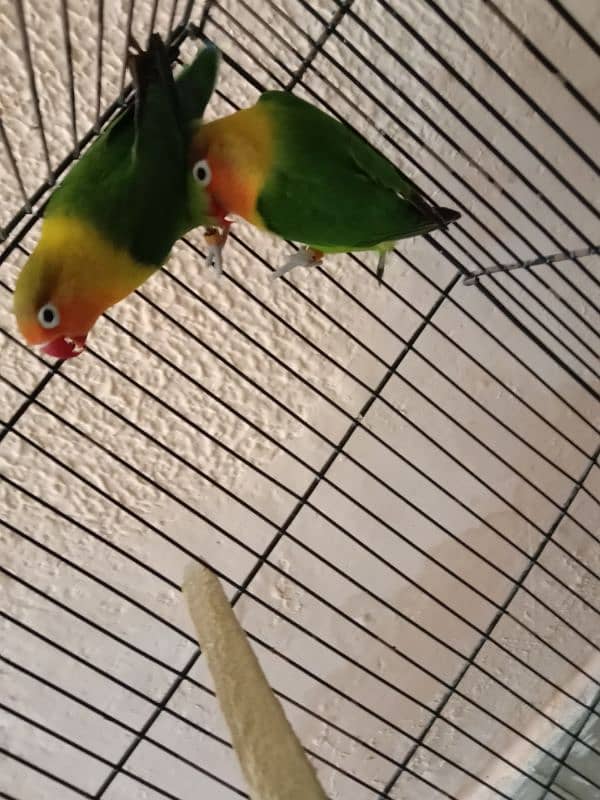 Lovebirds 3